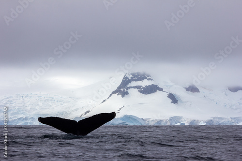 iceberg in antarctica with whale