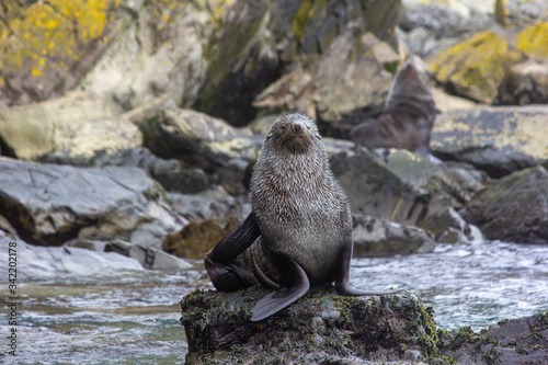fur seal on rocks