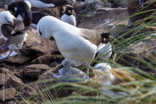 seagull with chick