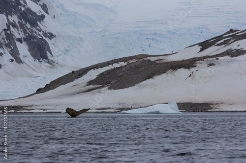humpback whale tail