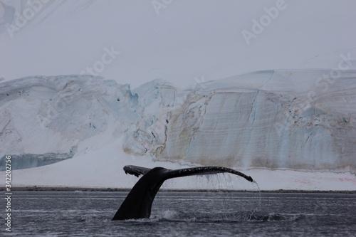 whale in the ocean