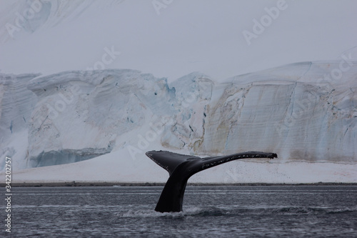 humpback whale