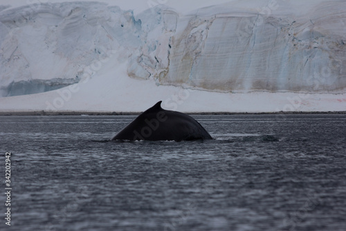 humpback whale tail