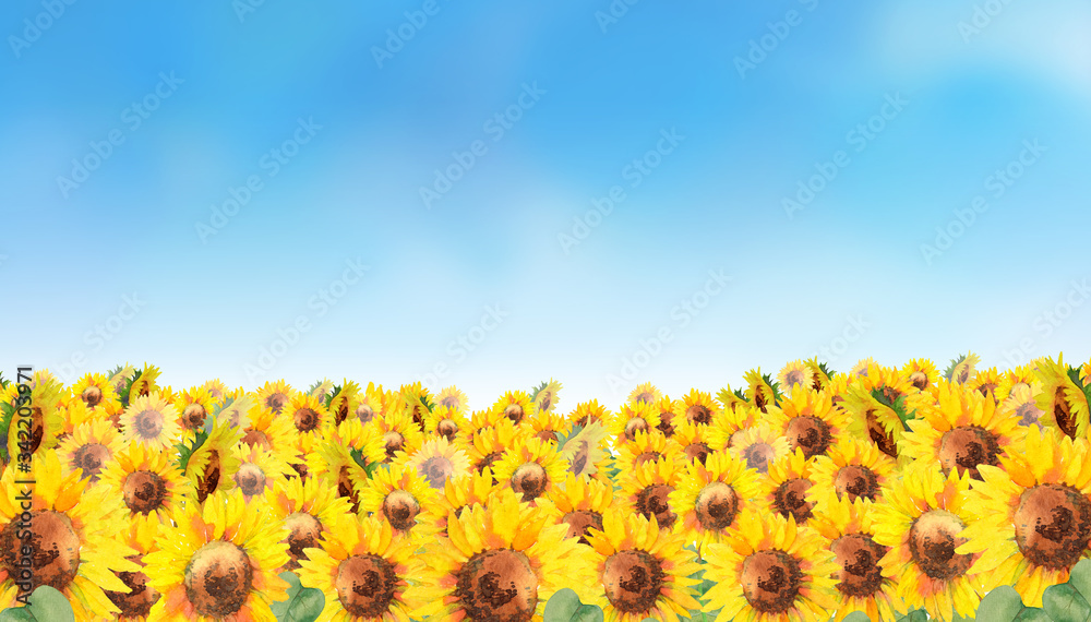 Obraz premium ひまわり畑風景