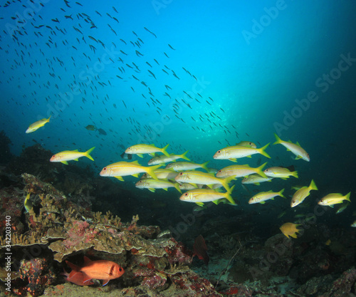 Coral reef and fish underwater photo 