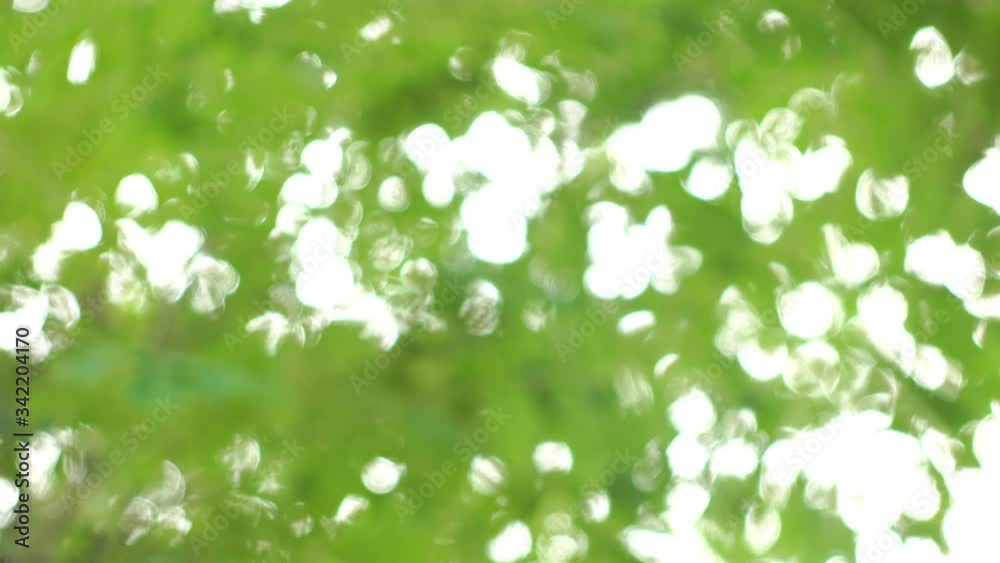 abstract green bokeh light shiny blur background, shade below the foliage tree in nature abstract green bokeh light shiny blur background, shade below the foliage tree in nature