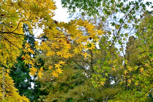 黄色く色づいたモミジの葉