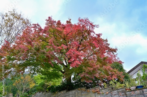 きれいに色づいたモミジの紅葉＠鳥取