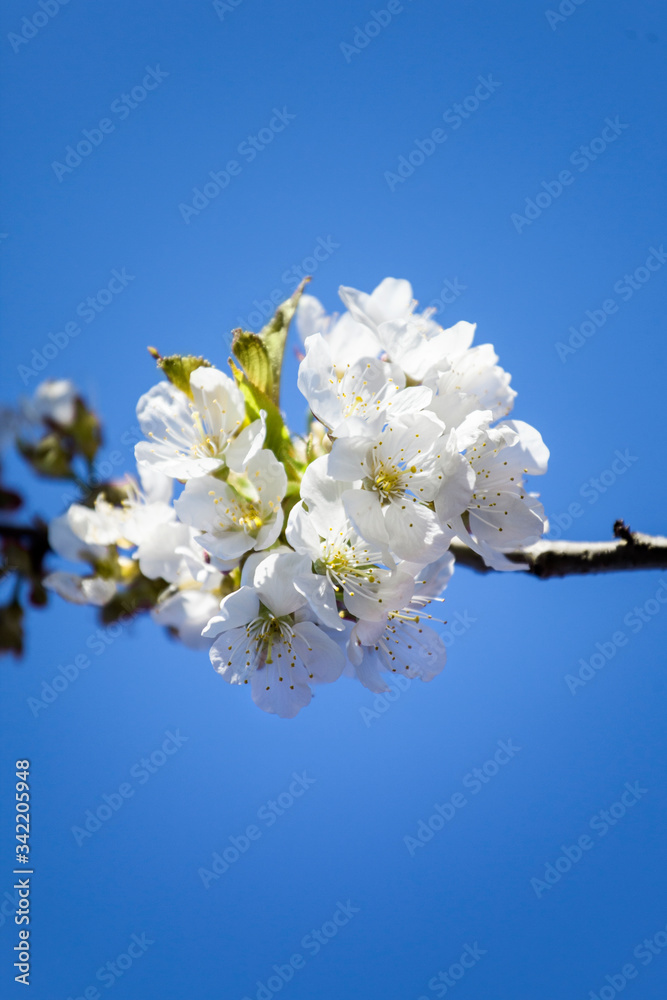 Obraz premium Wild cherry blossom white flower ball at trees branch flowering spring orchard fruit growing blue sky ecology background 