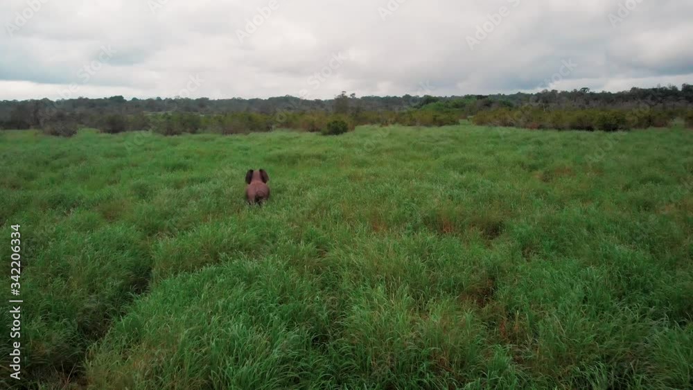 Drone shot of an african forest elephant walking inside Loango National Park in Gabon Drone shot of an african forest elephant walking inside Loango National Park in Gabon