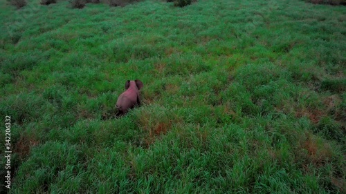 African forest elephant walking into the tall grass of Loango National Park, drone shot in Gabon photo