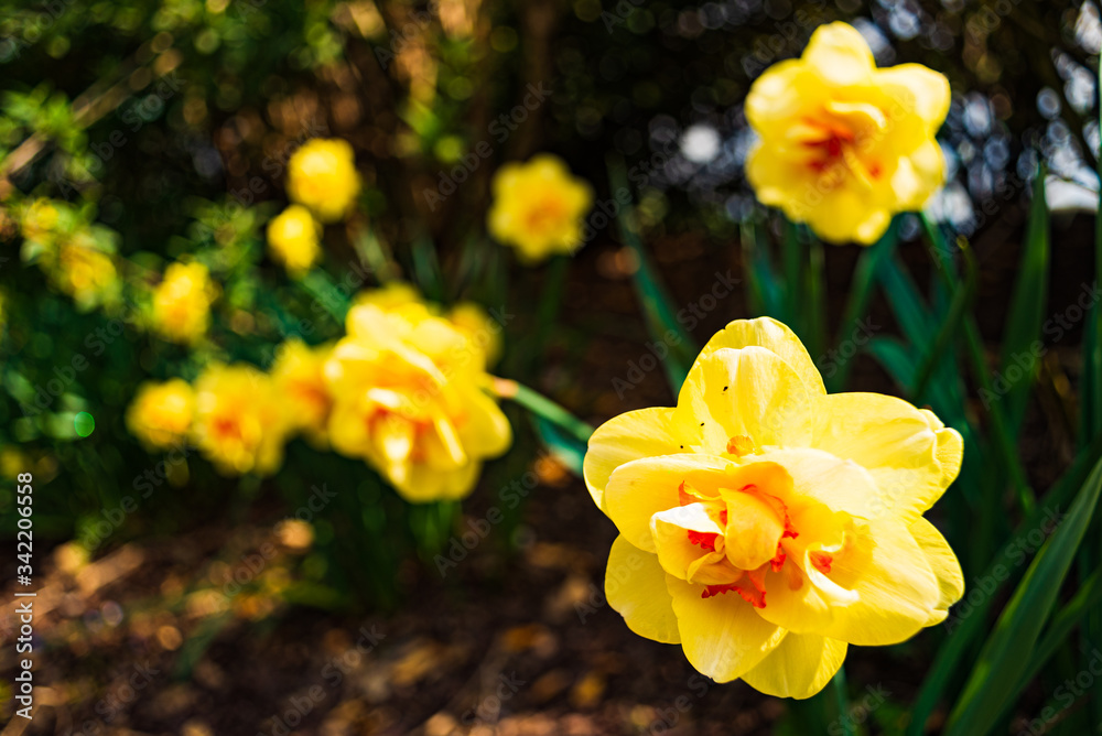 Obraz premium Yellow Daffodil Narcissus flowers outdors in spring. Nature flowers background