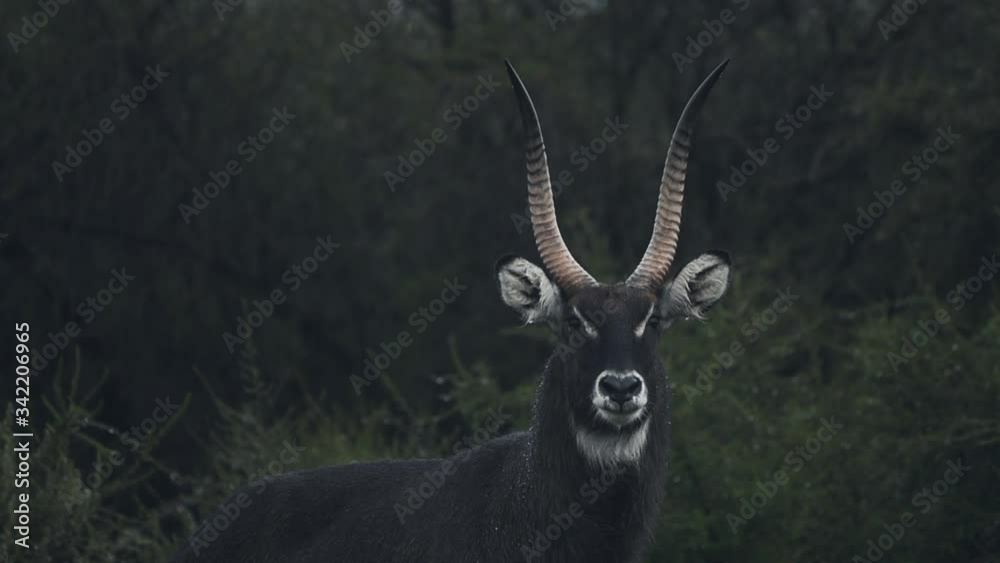 Melanistic male waterbuck, in the Aberdare National Park bush, Kenya, on a rainy day Melanistic male waterbuck, in the Aberdare National Park bush, Kenya, on a rainy day