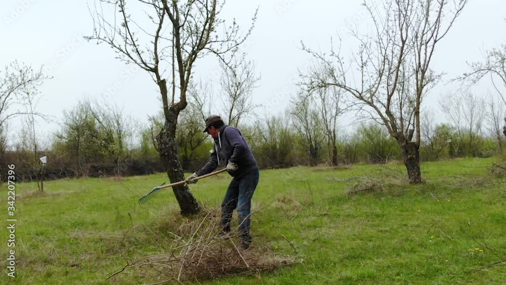 A Man Cleaning The Garden Raking Fallen Dried Plum Tree Debris During The Spring In Bulgaria - Medium Shot A Man Cleaning The Garden Raking Fallen Dried Plum Tree Debris During The Spring In Bulgaria - Medium Shot
