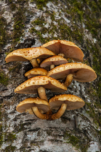 Mushrooms growing on the side the side of a tree
