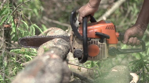 Wallpaper Mural Cutting through wood with chainsaw .Man using machine saw while cutting tree. Torontodigital.ca