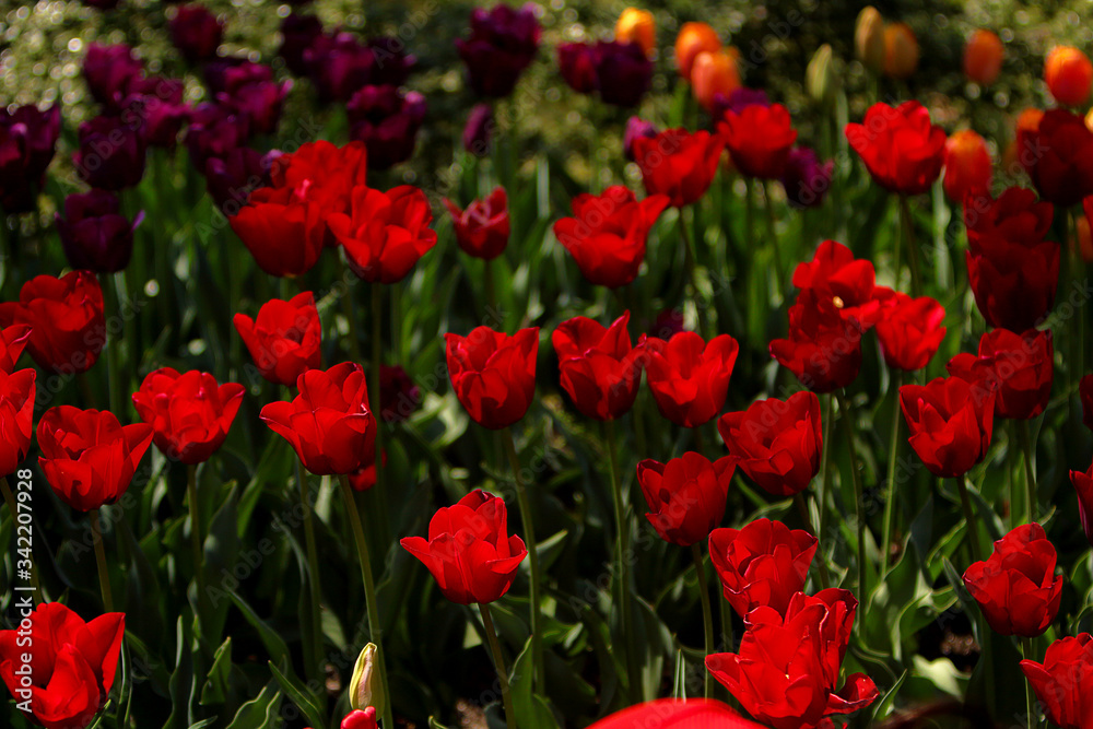 Red Tulips Bulbs blossom on flower bed flower bed, spring time.