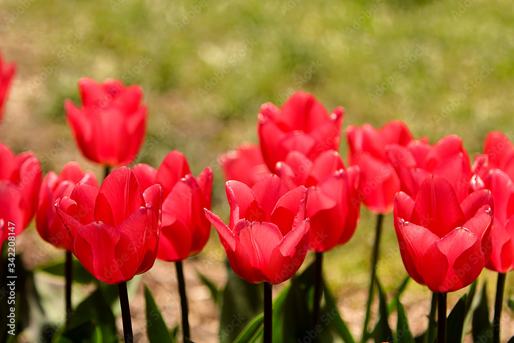 Red Tulips Bulbs blossom on flower bed flower bed, spring time.