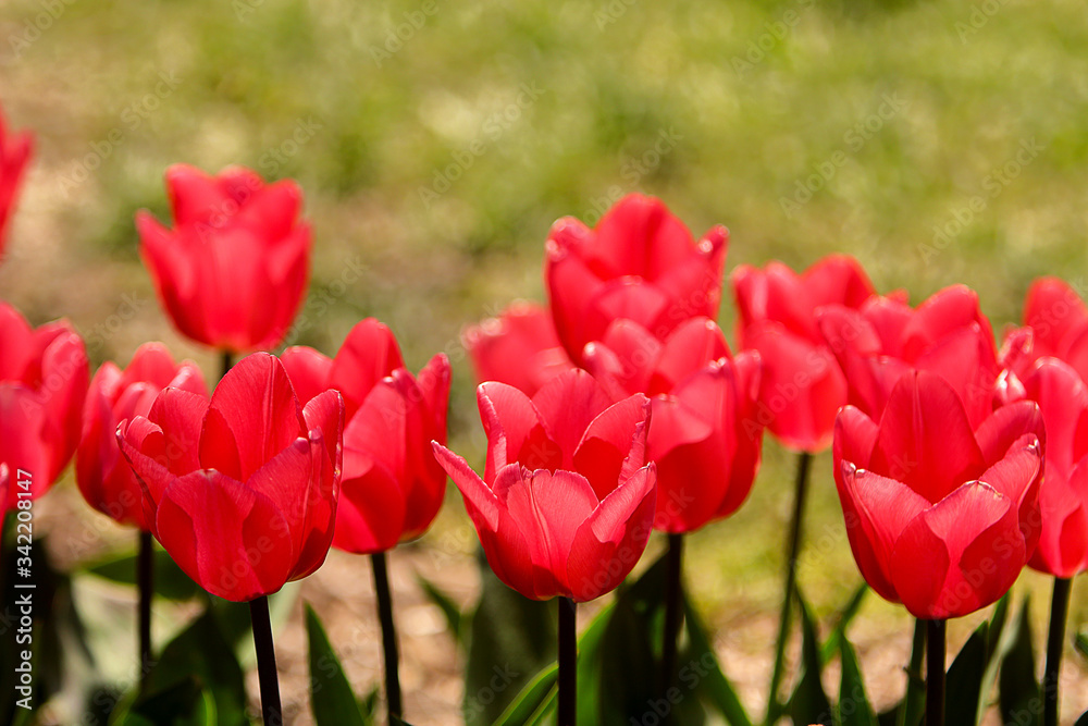 Red Tulips Bulbs blossom on flower bed flower bed, spring time. Red Tulips Bulbs blossom on flower bed flower bed, spring time.
