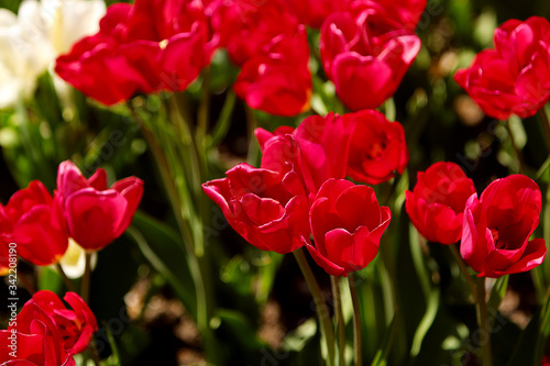 Red Tulips Bulbs blossom on flower bed flower bed  spring time.