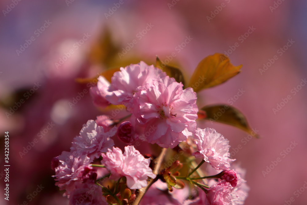 Fototapeta premium Cherry tree (sakura) blossom, light pink flowers blooming on the tree. Spring blooming background.
