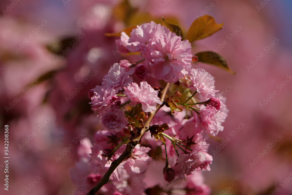 Cherry tree (sakura) blossom, light pink flowers blooming on the tree. Spring blooming background. Cherry tree (sakura) blossom, light pink flowers blooming on the tree. Spring blooming background.