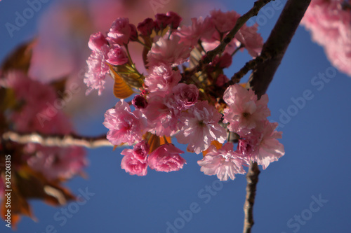 Cherry tree (sakura) blossom with pink flowers in the garden, macro, blue sky background.