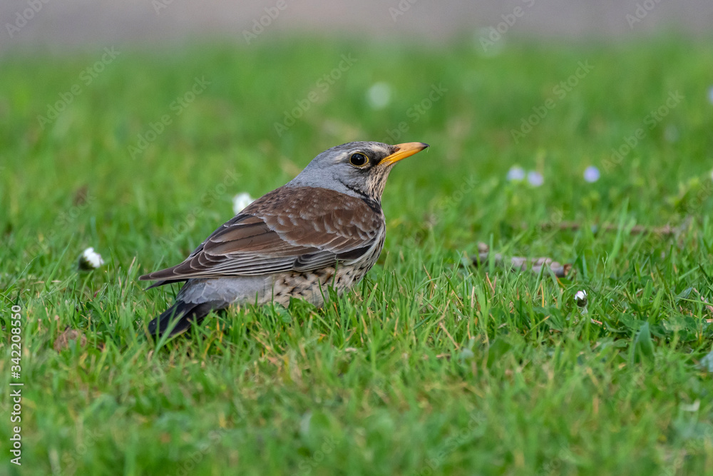 Fieldfare (Turdus pilaris) resting in a meadow Fieldfare (Turdus pilaris) resting in a meadow