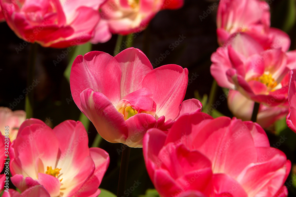 Rosy Tulip opened Bulbs blossoms in the botanical garden, spring time. Macro Rosy Tulip opened Bulbs blossoms in the botanical garden, spring time. Macro