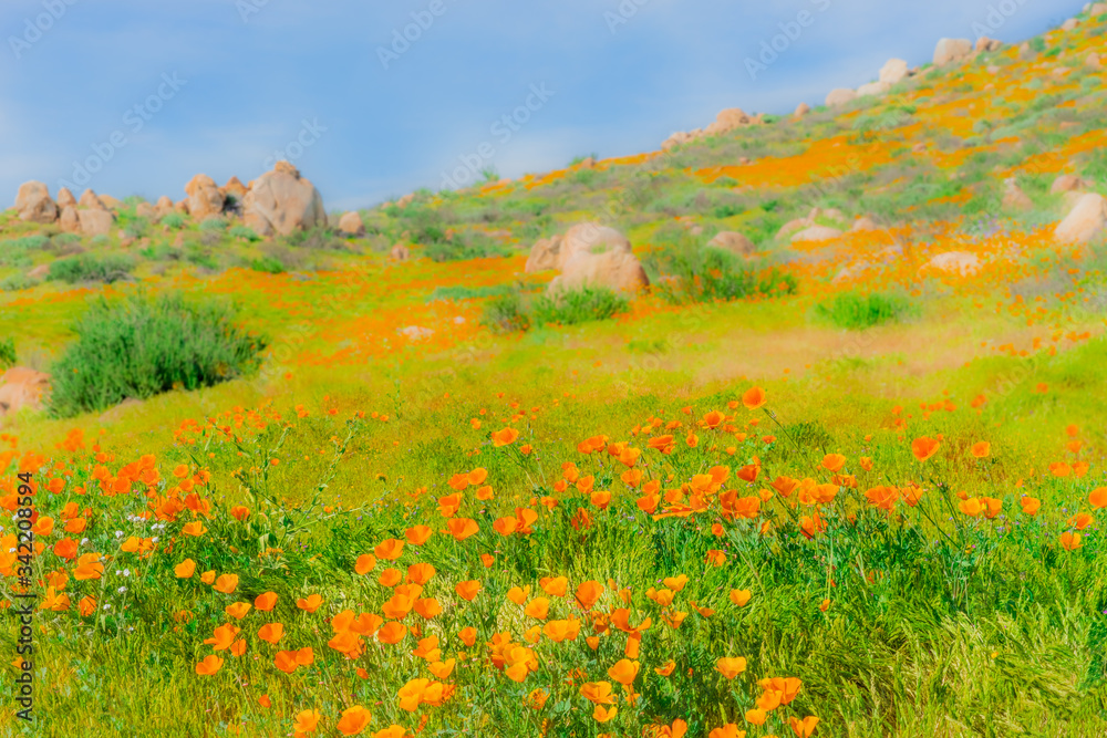 California Poppies fill a hillside mixed in with boulders.