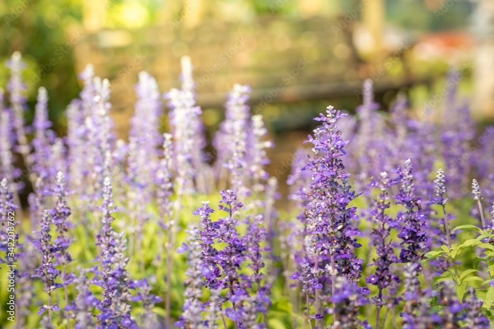 Obraz premium The background image of the colorful flowers