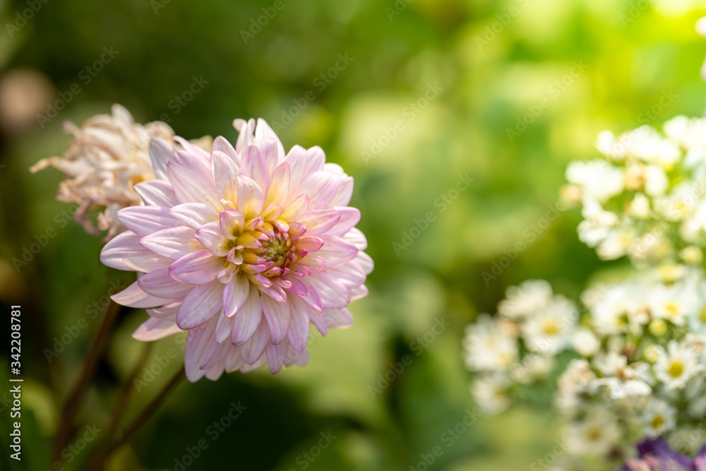 Obraz premium The background image of the colorful flowers