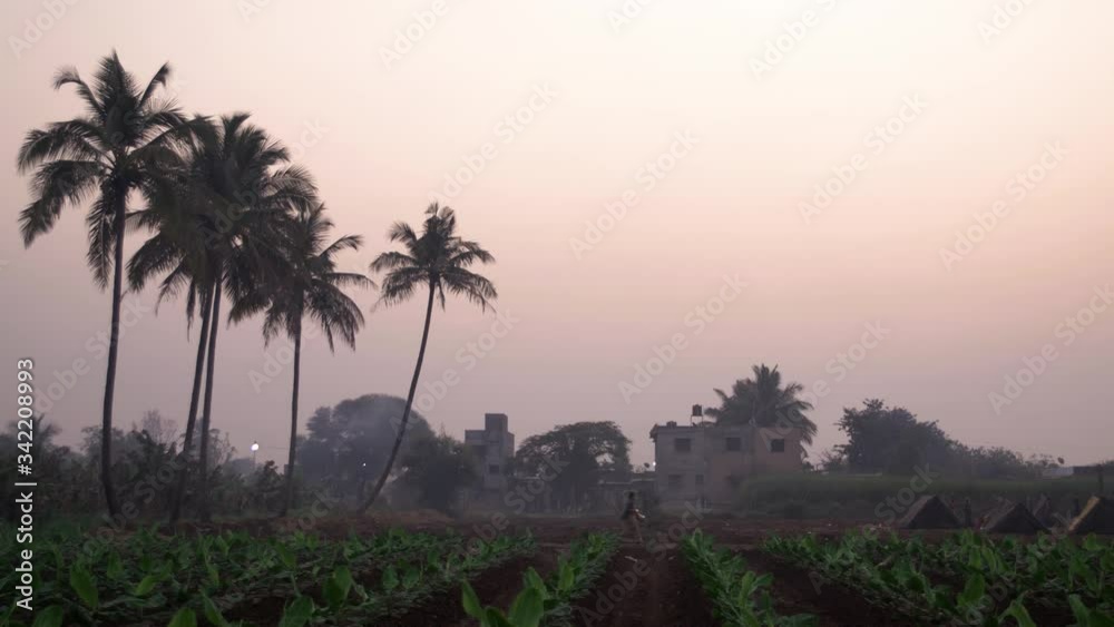 crops during sunset, with lady walking, tents and palm trees on the horizon crops during sunset, with lady walking, tents and palm trees on the horizon