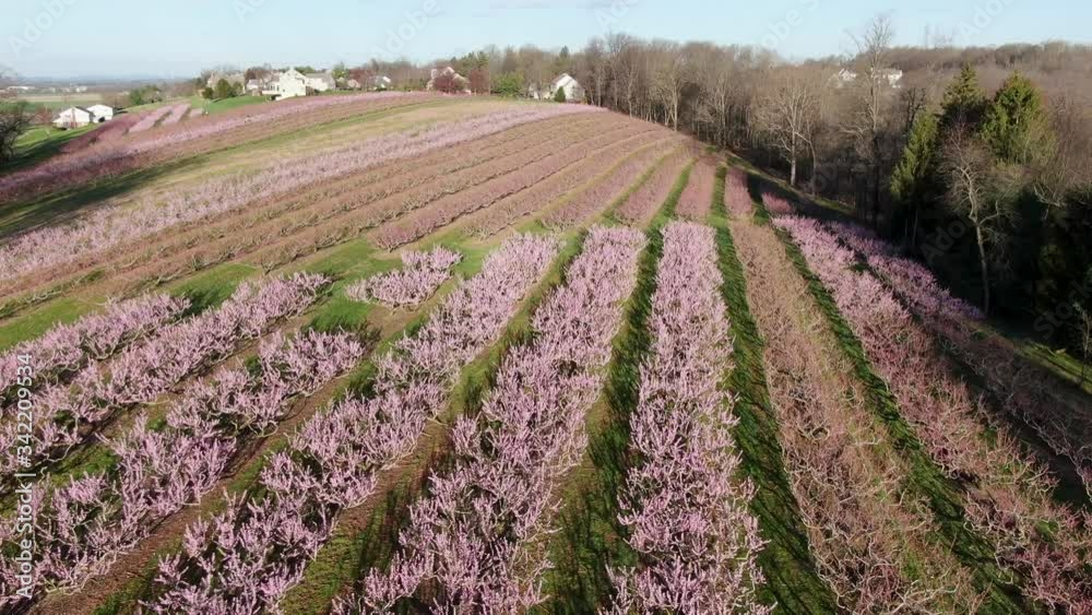Organic fruit trees, rows of peach, nectarine, cherry trees in blossoms