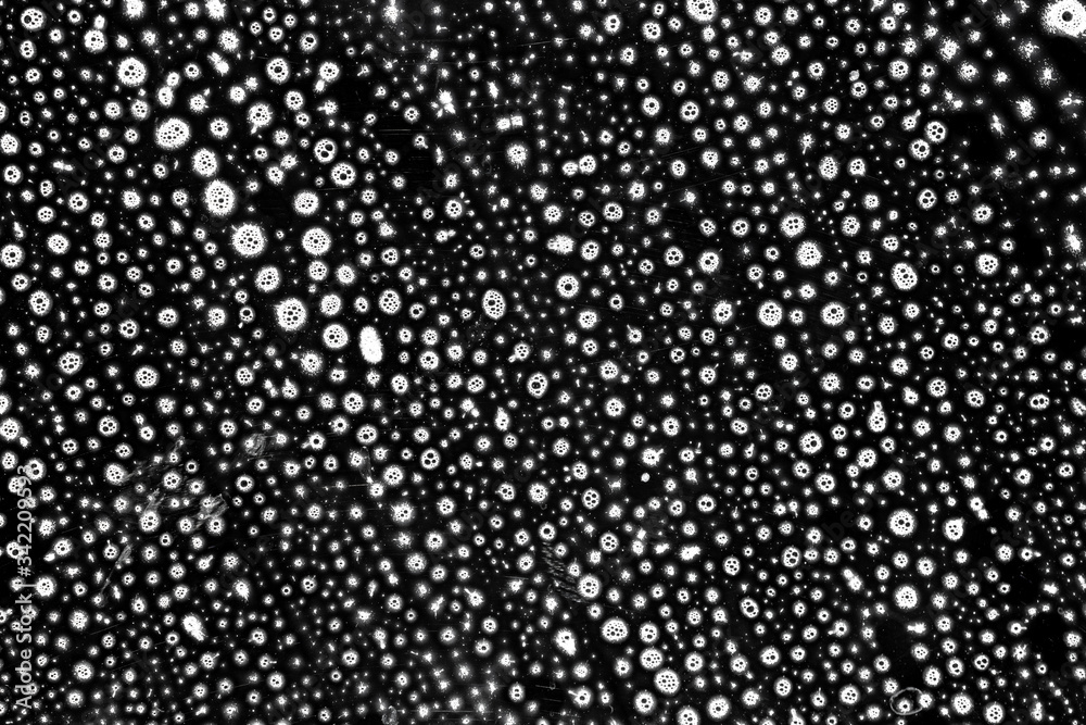 Suds bubble shampoo texture. White soap liquid foam on black background. Abstract water grunge in bath. Macro soft surface detergent pattern. Suds bubble shampoo texture. White soap liquid foam on black background. Abstract water grunge in bath. Macro soft surface detergent pattern.
