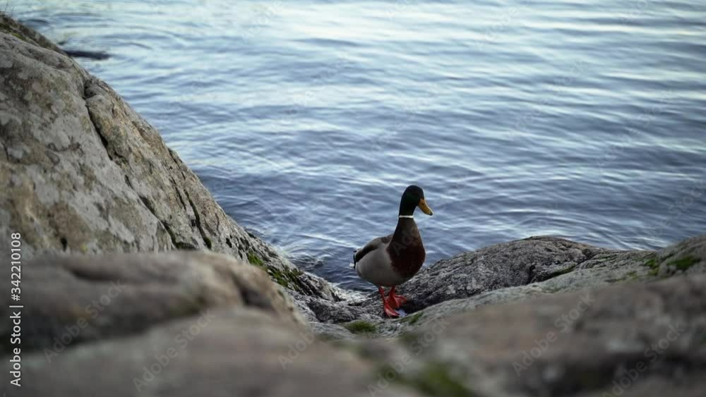 A Mallard, duck, standing on a rock next to water. Pan shot in slow motion. Evening with soft light A Mallard, duck, standing on a rock next to water. Pan shot in slow motion. Evening with soft light