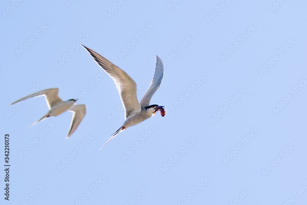 Flying Caspian Tern (Hydroprogne caspia) with a freshly caught fish in its beak, followed closely by a second one, blue sky background; San Francisco bay area, California Flying Caspian Tern (Hydroprogne caspia) with a freshly caught fish in its beak, followed closely by a second one, blue sky background; San Francisco bay area, California