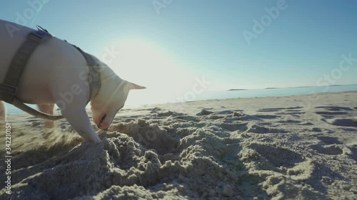 White miniature bull terrier playing on the Langsanden beach, playfully digging the sand. The small dog is happy and cute. It is a beautiful day, blue sky, bright sun, and endless beach.