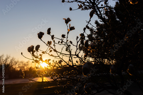 Silhouette of Magnolia Tree at Sunset