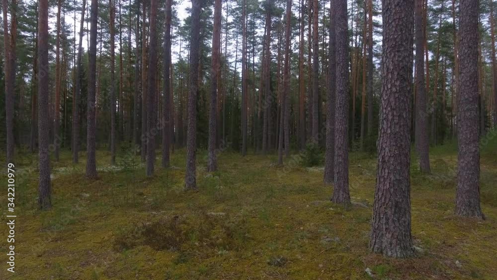 Smooth moving between trees into wild pine forest. Smooth moving between trees into wild pine forest.