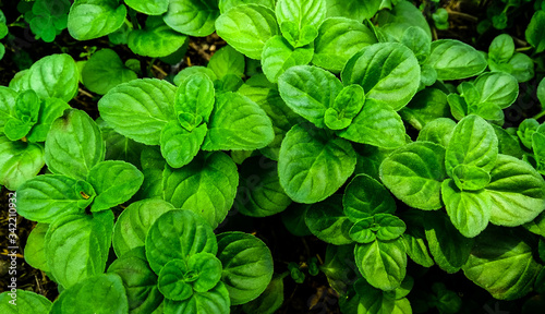 Plantas verdes en huerta