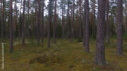 Smooth moving between trees into wild pine forest. photo