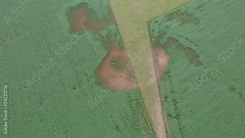 Damaged, patchy cornfields from above photo