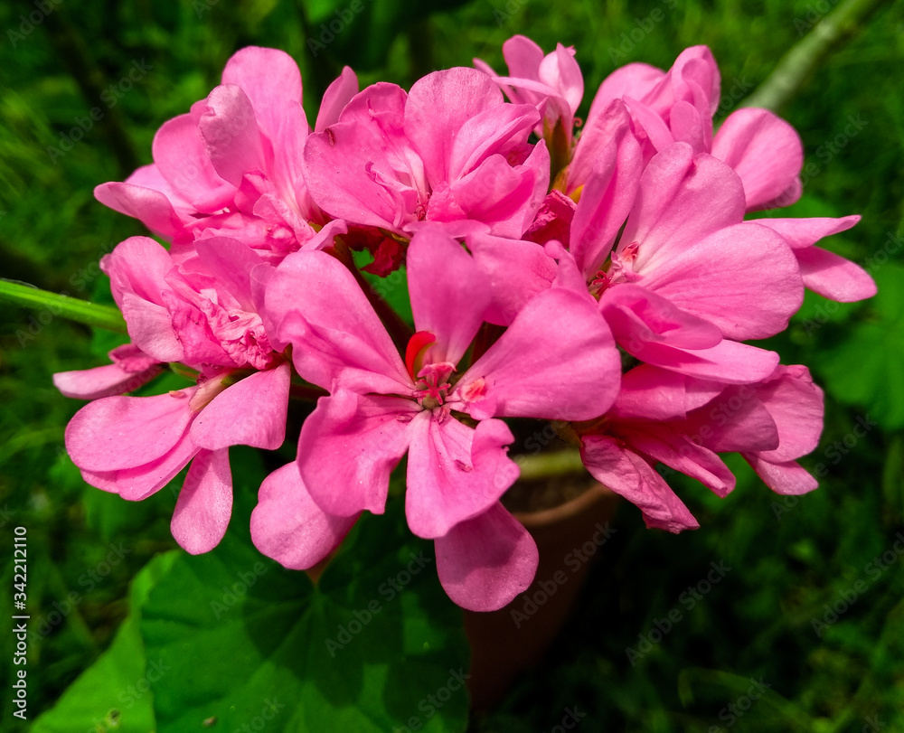 Flores rosadas Flores rosadas