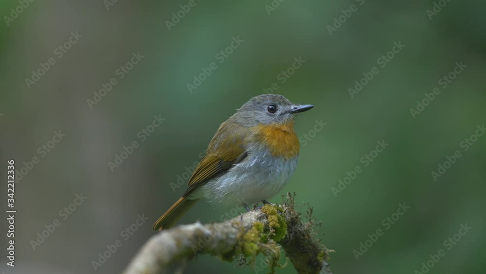 Female of a white-bellied blue flycatcher sits on a Branch with moss trying to look around for food in the Jungles of Western Ghats of India around Karnataka