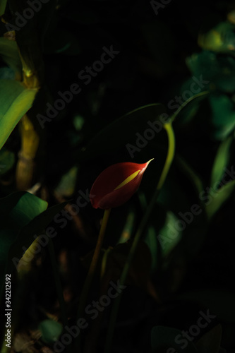 red tulip on green background