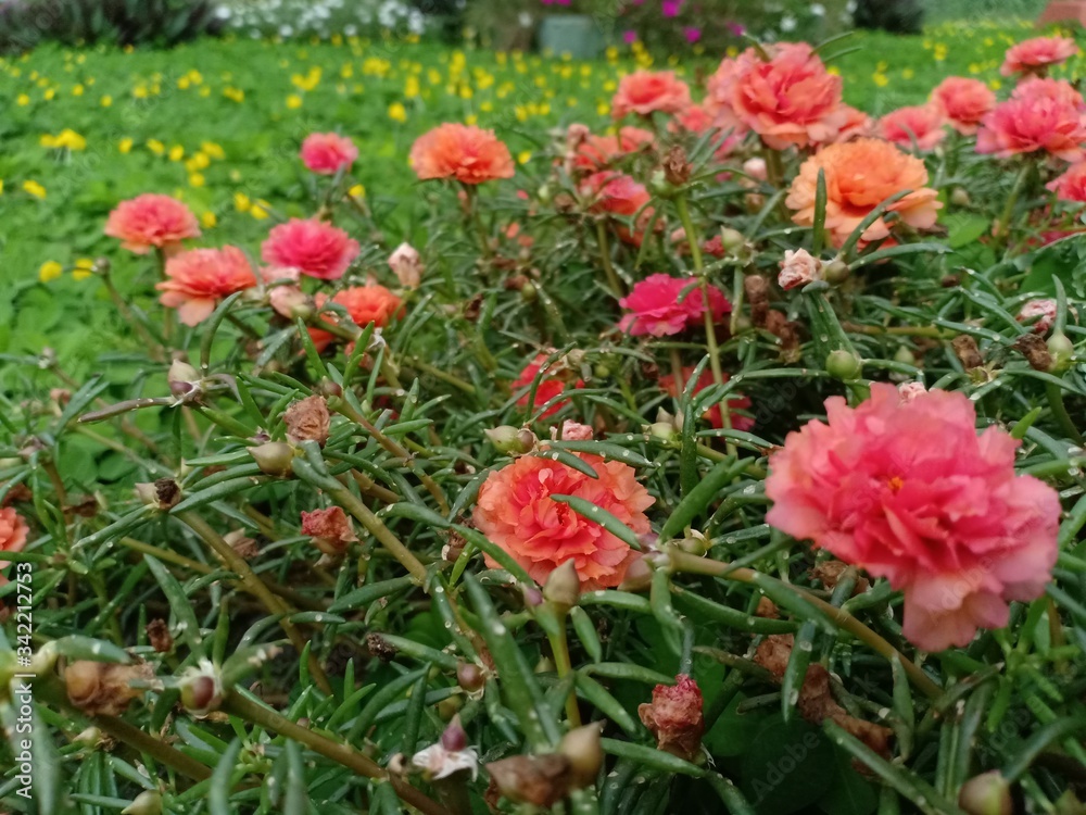 purslane flowers have colorful flower petals