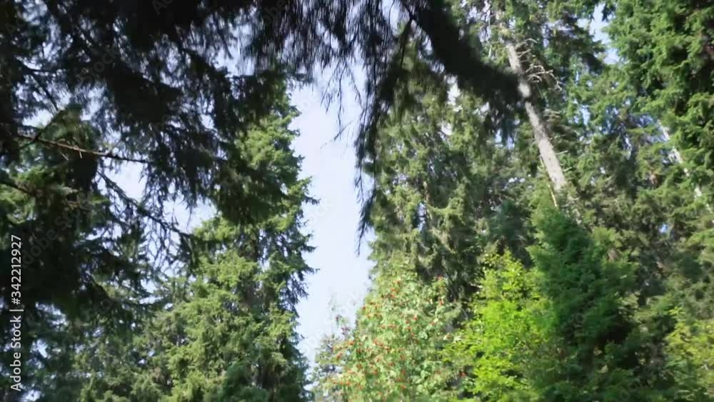 ground view of pine tree top and blue sky through branches