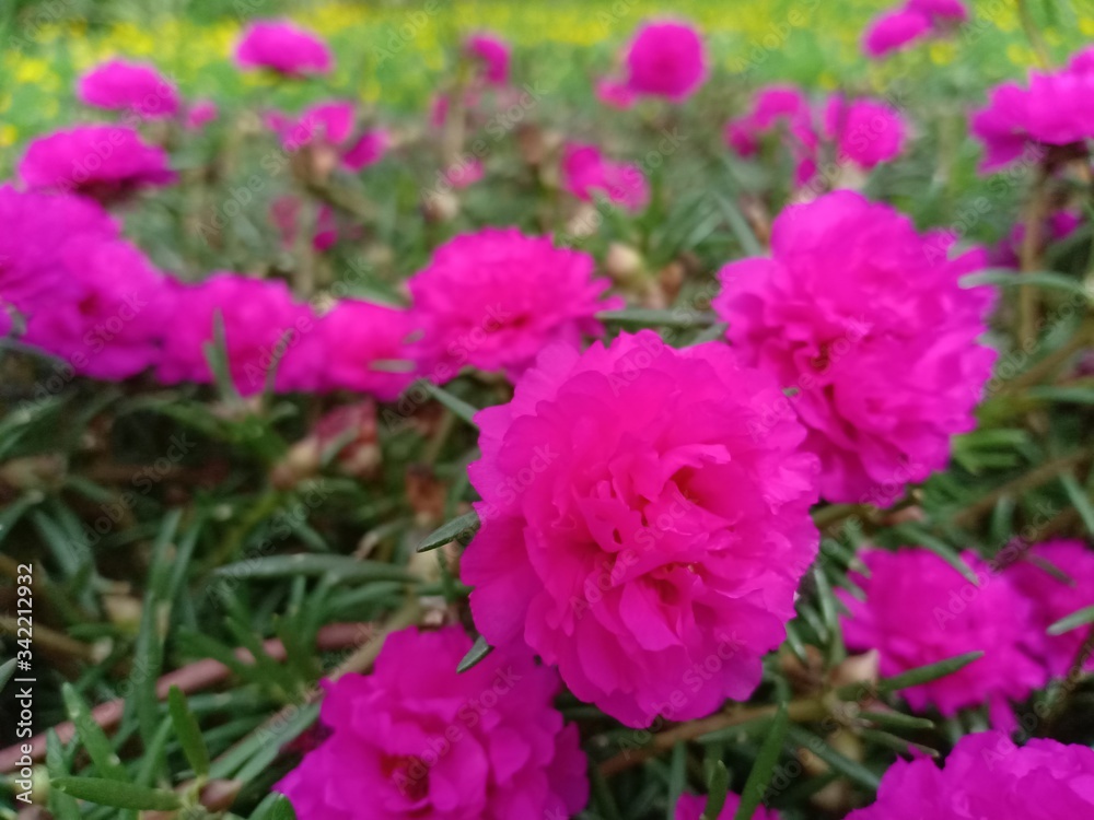 purslane flowers have colorful flower petals purslane flowers have colorful flower petals