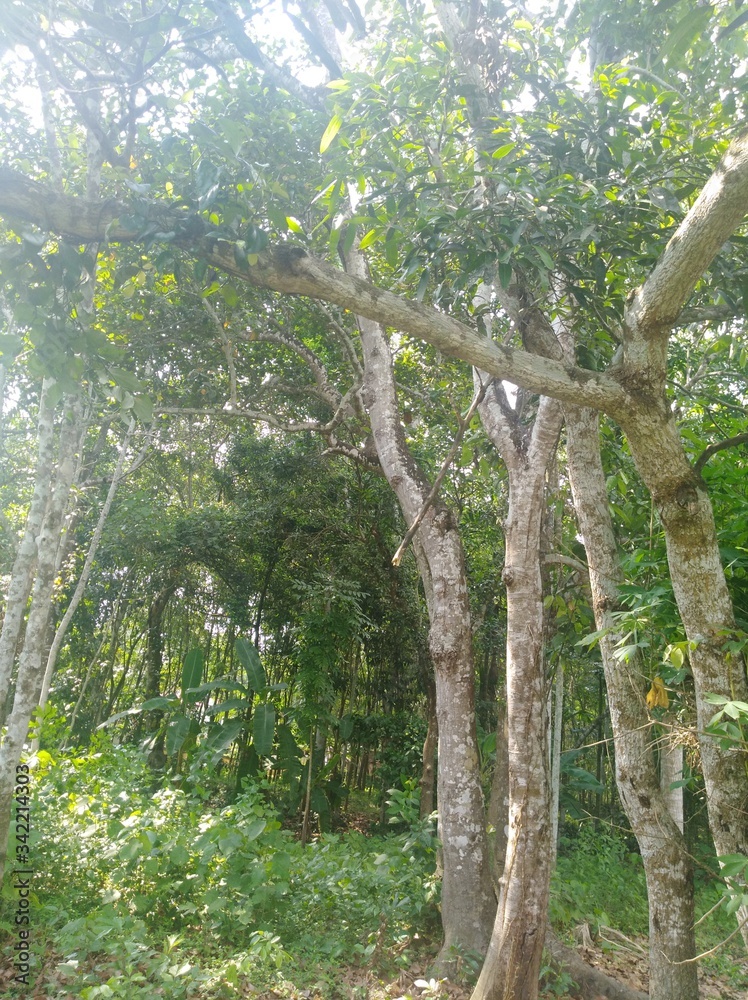 Fototapeta premium Trees 